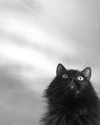 Portrait of cat looking away