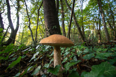 Mushroom growing in forest
