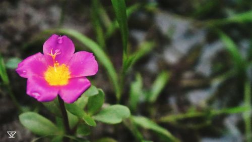 Close-up of pink flower blooming outdoors