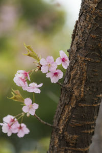 Close-up of pink cherry blossoms