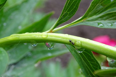 Close-up of water drops on leaf