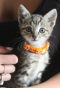 Close-up of hand holding kitten