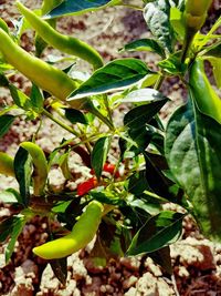 Close-up of plants