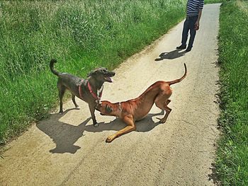High angle view of dog walking on road