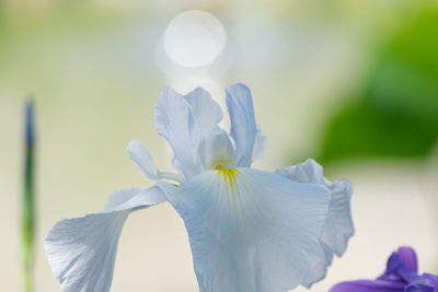 Close-up of flower blooming outdoors