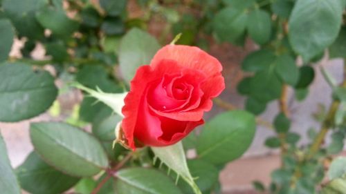 Close-up of red flower blooming outdoors