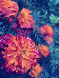 Close-up of flower blooming outdoors