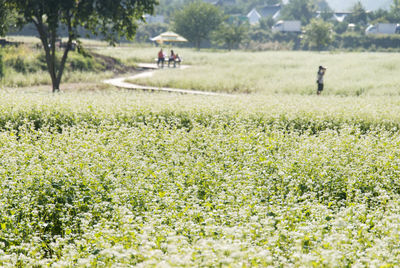 Scenic view of flower field during sunny day