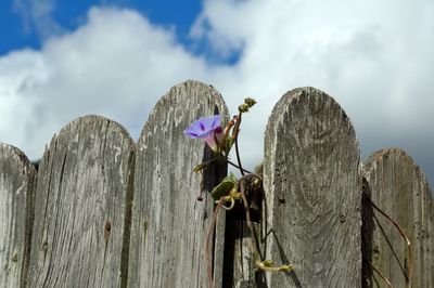 Close-up of purple flowers on wooden fence against sky