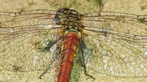 Close-up of insect