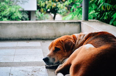 Dog lying down on footpath