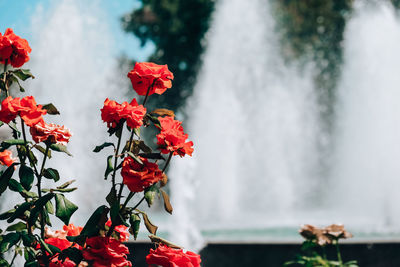 Red and pink flowers in front of fountain in park. blooming flowers in a city park. summer 