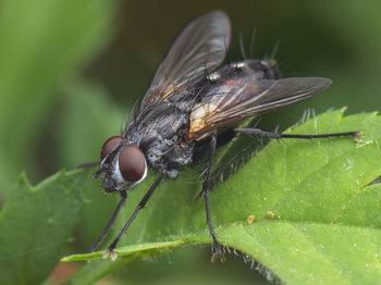 Little common fly resting at green leaf