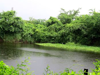 Scenic view of lake in forest against sky
