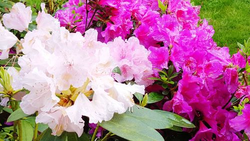 Close-up of pink flowers