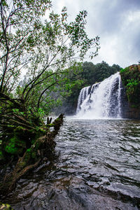 Scenic view of waterfall in forest