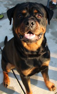 Close-up portrait of dog