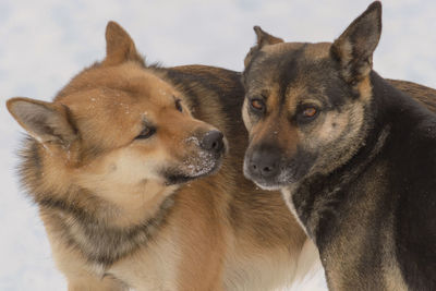 Close-up of two dogs