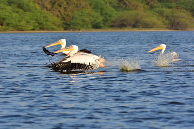 Bird in lake