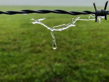 Close-up of wet plant on field
