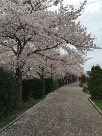 Road passing through trees