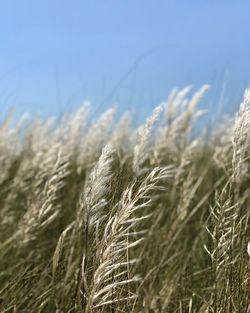 Close-up of wheat growing on field against sky