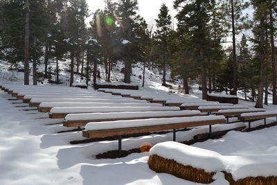 Snow covered land and trees in forest