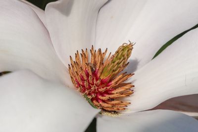 Close-up of white flowering plant