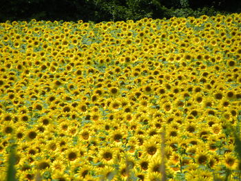 Yellow flowers growing in field