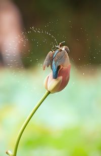 Close-up of bird on flower