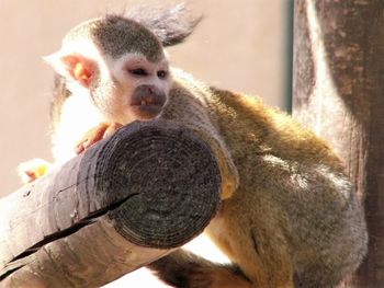 Close-up of lizard on tree