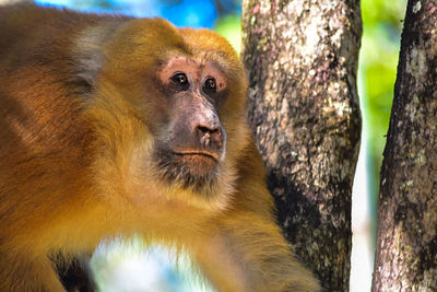 Close-up of monkey looking away