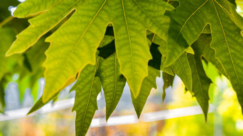 Close-up of leaves on plant