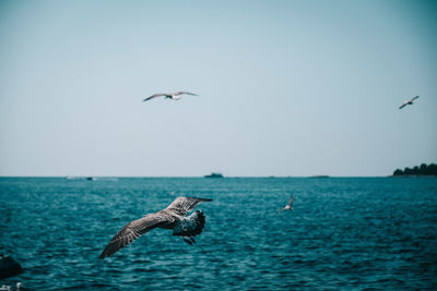 Seagulls flying over sea against sky