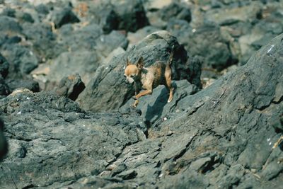 Close-up of chihuahua on rock
