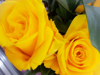 Close-up of yellow rose