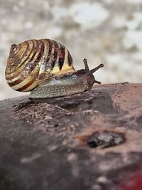 snail