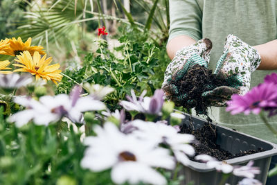 Woman potting geranium flowers in flower pot in the garden. florist gardening outdoors. greenhouse