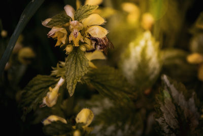 Close-up of yellow flowering plant