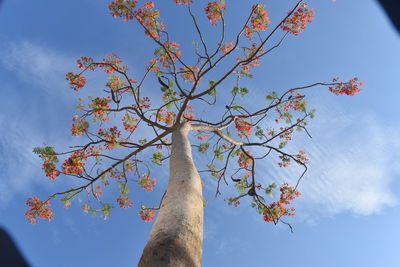 Low angle view of tree against sky