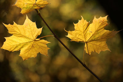 Close-up of maple leaves