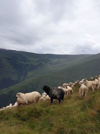 View of sheep on field against sky