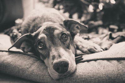 Close-up portrait of dog relaxing on bed at home