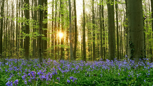 View of flowering plants in forest