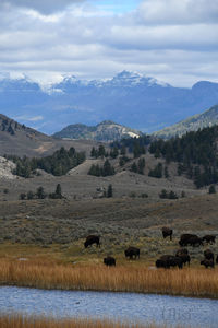 Montana bison roaming the valley