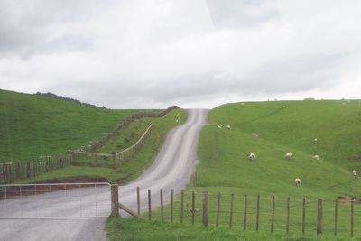 Sheep grazing on green landscape against cloudy sky