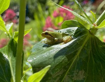 Close-up of frog on plant