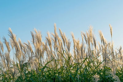 Close-up of crops against clear sky