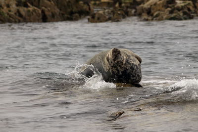 Grey seal basking on rock in sea