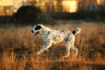Full length of a dog running on field